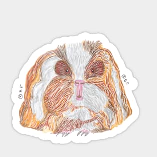 TEXEL GUINEA PIG Sticker